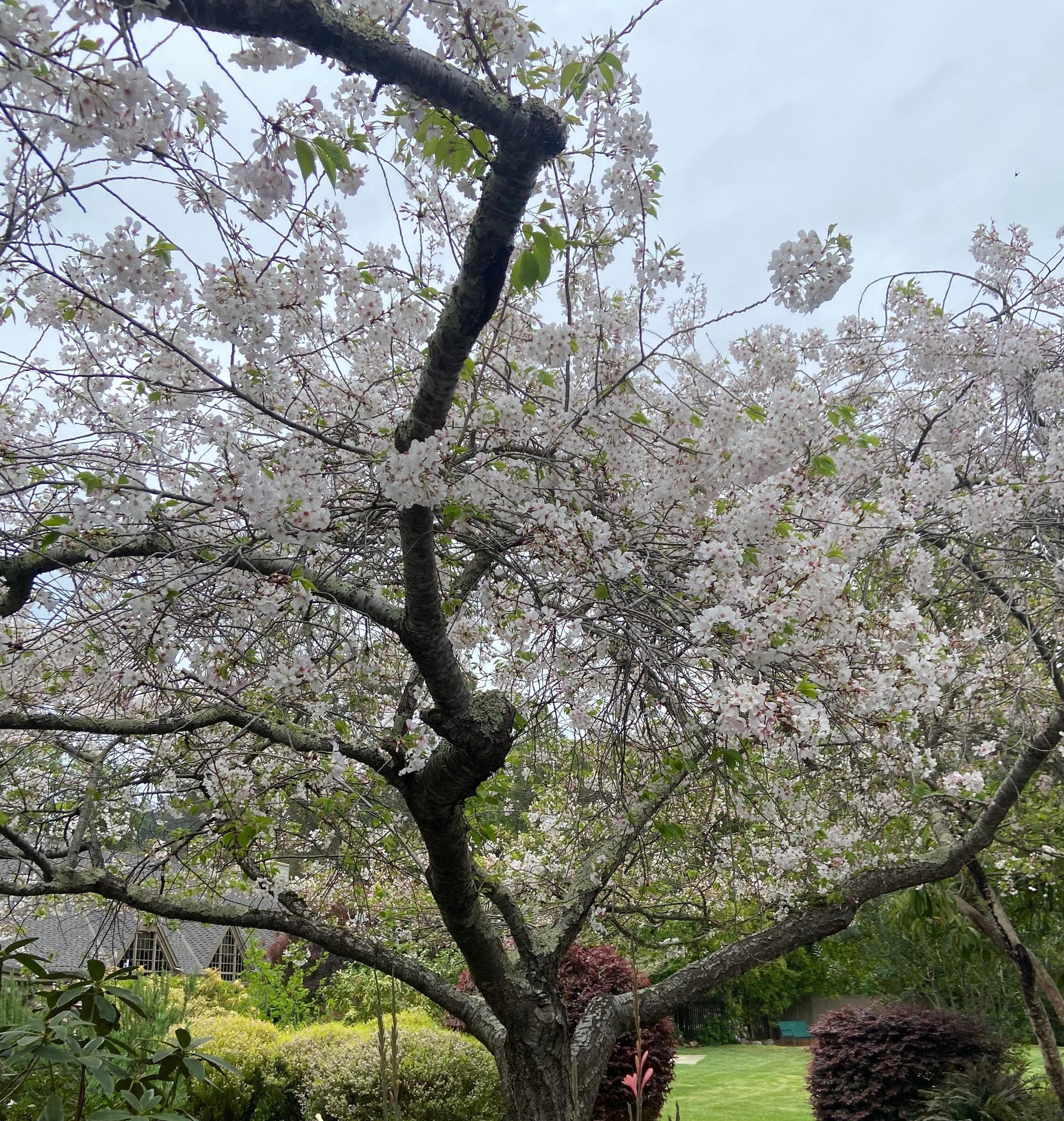 Taste with KJ – Half Bottles & Hanami 🌸