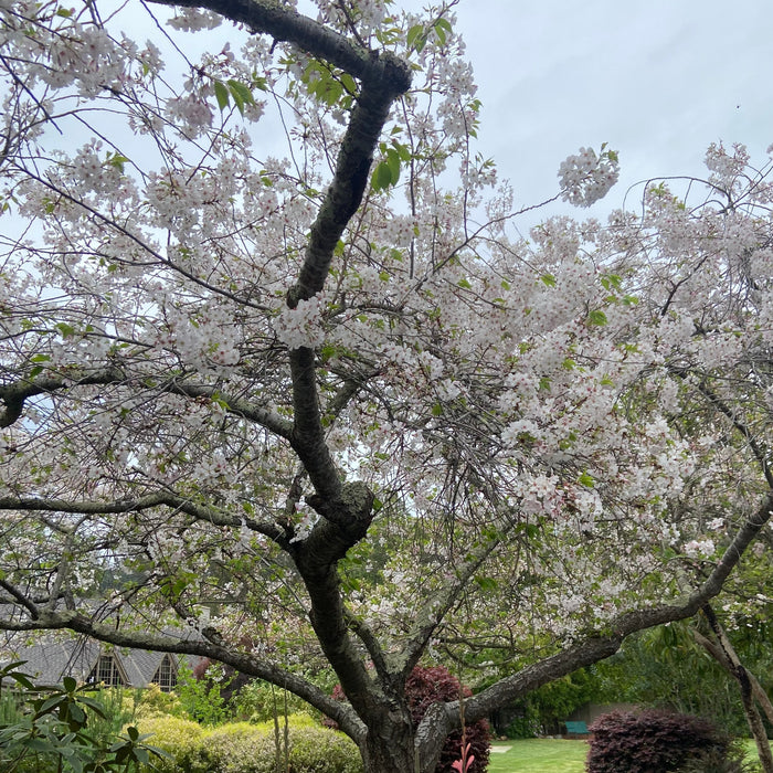 Taste with KJ – Half Bottles & Hanami 🌸