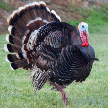 Turkey Sake – Looking Back Ten Years To True Sake Turkey Facts and Fun
