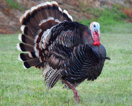 Turkey Sake – Looking Back Ten Years To True Sake Turkey Facts and Fun